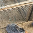 고창타조농장 | 가볼만한 곳 추천] 여수 한우드림, 자연 친화적 동물농장이 아니라 체험장!!! 아이들이 좋아할만 것들...