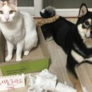 나누리펫 이미지