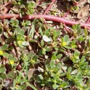 쇠비름 purslane 이미지