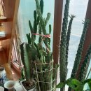 강쥐엄마네 이미지