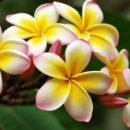 신명나는 가락 장구 이미지