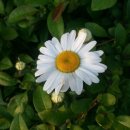 경서동 쑥공원 이미지