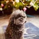 댕댕이미용실 이미지