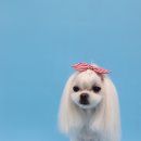 레몬이네 그루밍샵 이미지