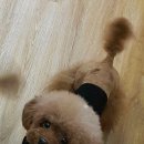 똥강아지 이미지