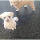 더펫센터 이미지