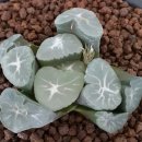 밀레니엄1 이미지