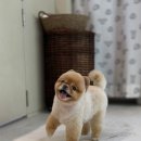 모모티디 독 쌀롱 반려견 미용 계림점 이미지