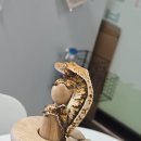 힐링크레