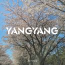 배꽃피는마을민박 | 벚꽃 & 배꽃이 예뻤던 양양 1박 2일
