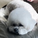 뷰티 in 독 이미지