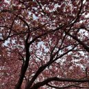 왕벚꽃식당 이미지