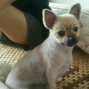 콩이 Daum카페