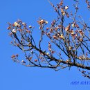 청백리로 | 매화-2026-024. 함양 노참판댁 백매화 - 집과 역사를 함께 한 매화 (2026.03.13.)