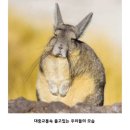 디디씨치킨 개금점 | 식사 모음