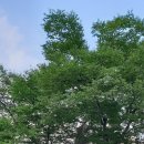 광릉내 봉선사 절에있는 나무들이랍니다 이미지