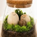 테라리움숲