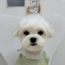 피카소 동물병원 이미지