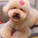 동물진료법인 포레스트 이미지