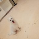 해피치 애견카페 이미지