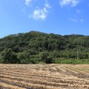 [철원] 소이산 전망대에서 본 황금들녘 이미지