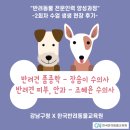 반려견 패션 전문가 양성과정 네이버블로그