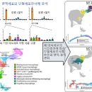 코로나 폐손상 원인은 `염증성 면역세포` 이미지