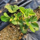 미하농장 이미지