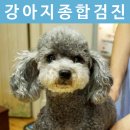 판교종합 동물병원 이미지