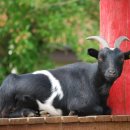 보은염소농장 이미지