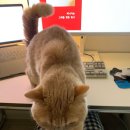 자오곡 | 3월 下