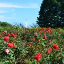 장자호수공원 장미원 이미지