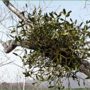 부흥동-1 이미지