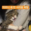 발톱 깎았다고 우는고양이 너무 귀여움ㅠ 님들도 보셈 이미지