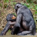 보노보 이미지