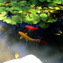 하늘연못 이미지