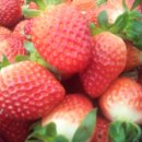 싱싱딸기 이미지