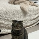 투유옛날통닭 | 운태기만 오고 먹태기는 외 않와