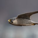 보라매로 이미지