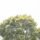 나무한그루 | 스튜디오17. 라뮤즈 촬영후기 - 야외 나무한그루