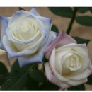 [등록특허 10-0799265] 식물의 꽃잎용 안료 조성물 및 그 염색 방법 ... (권형일) 이미지