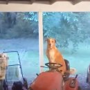 우리개 우리냥이 이미지