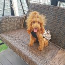 개놀자까페 이미지