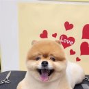 굿데이멍 이미지