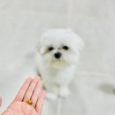 오늘도 뽀송하개 이미지