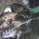 등대바다낚시터 (5월 23 ~ 25일 : 돌돔과 병어의 찐한 손 맛...) 이미지