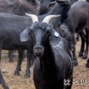 한국염소연구소 이미지