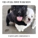 평화공판장 | 봄 나만큼 제대로 만끽한 사람 있으면 나와봐🌼