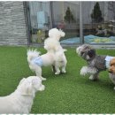 소소하개 이미지