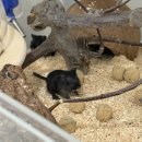 햄스터농장 이미지